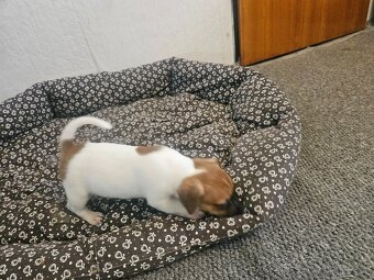 Jack Russel teriér - 2