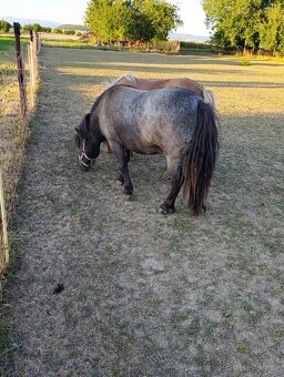 Shetland pony - 2