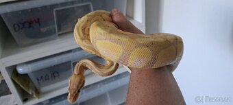 Samice banana 50%het pied - 2