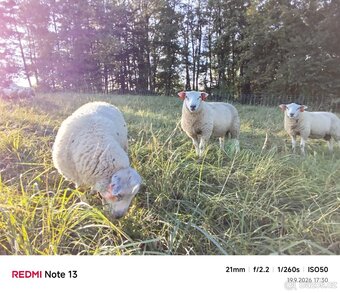 Jehňata Texel - 2