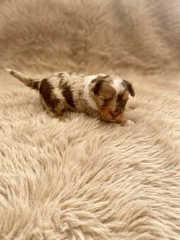 Jorkšírský teriér s PP - Yorkshire terrier - 2