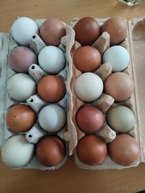 Domácí slepičí vajíčka - vejce z volného výběhu - 2