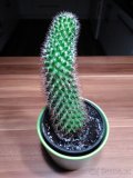 Kaktusy - 2