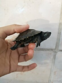 Mláďata vodní želvy mauremys nigricans - 2
