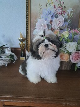 Shih-tzu s PP / shi-tzu / shi tzu - 2