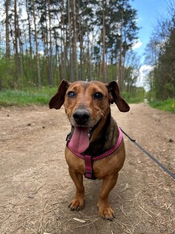 STELINKA K ADOPCI - umazlená jezevčí holčička - 2