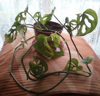 2x pokojová Monstera Monkey Leaf - 2