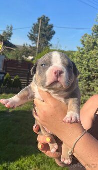 Štěně American Bully - 2