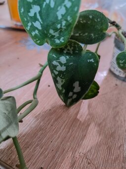 Scindapsus 3 druhy - 2
