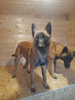 Prodám štěně BO Malinois s PP - 2