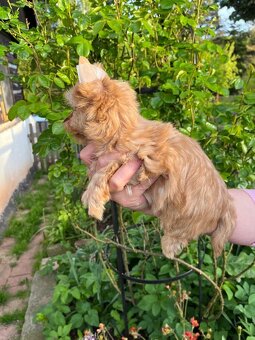 Pejsek Tic Tac golddust yorkshire terrier k prodeji - 2