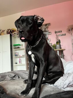 Cane Corso - 2