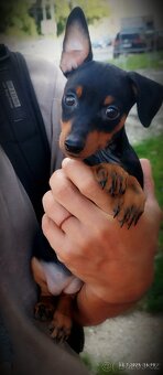 Trpasličí pinč Minidoberman - 2