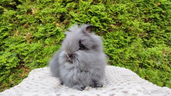 Zakrslý králík, králíček -(TEDDY)-OLAF A OLINA - 2