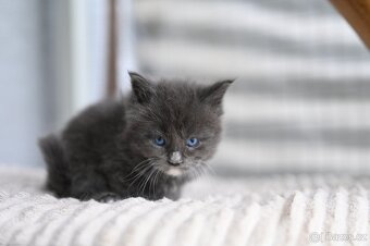 Mainská mývalí - maine coon - MCO - modrooký kocourek - 2