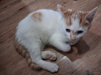Daruji koťata - 2