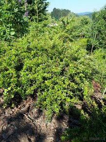 Dřišťál Juliin - 2