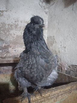 Mix hedvábnička - 2