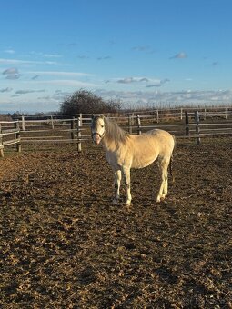 Welsh pony sekce B - 2