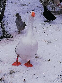 Houser loňský na chov - 2