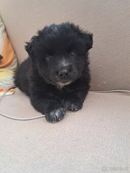 Špic X pomeranian - 2