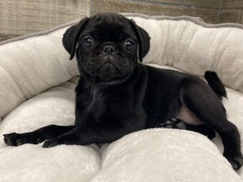 Mops - 2