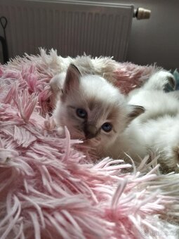 Luxusní Ragdoll koťátka bez PP k rezervaci - 2