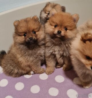 pomeranian pomerian Boo - 2