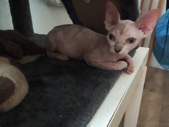 Sphynx koťátka - 2