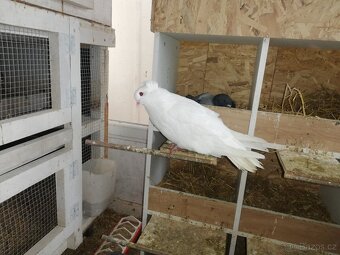 Prodám dvě holubice Montaubanů - 2