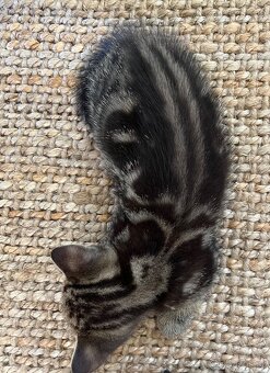 Whiskas kočička - 2