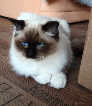 Kočička ragdoll seal mitted s PP - 2