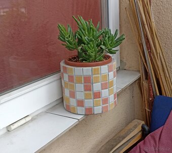 Tlustice ( crassula ovata) - 2