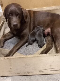 Labrador retrívr - 2