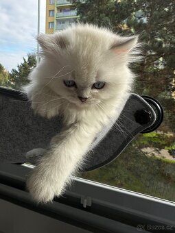 Britská koťátka - 2