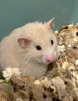 Křeček syrský/ zlatý - 2