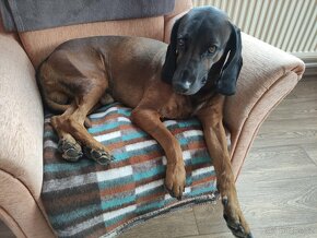 Bavorský barvář - krytí bez PP - 2