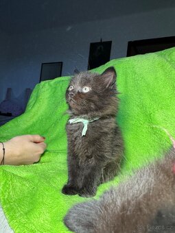 Koťátko Čtyřlístek 🍀 - 2