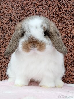 ★MiniLop Králíčci s odběrem na Vánoce ★ - 2