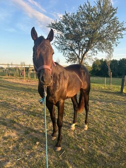 Qh valach na predaj - 2