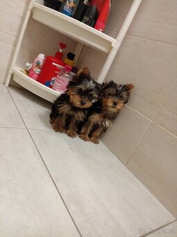 Jorkširsky teriér yorkširsky teriér - 2