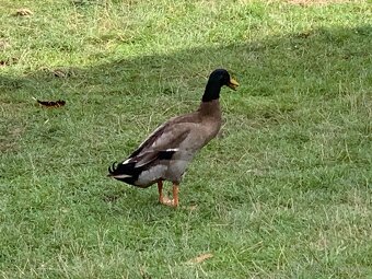 Indičtí běžci - 2