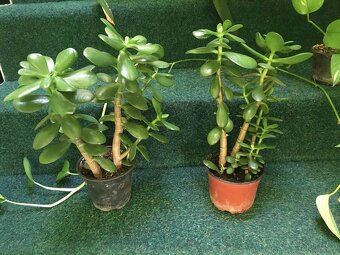 pokojové kytky č.1 - 2