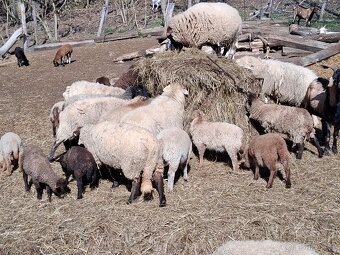 Prodám jehňata - 2