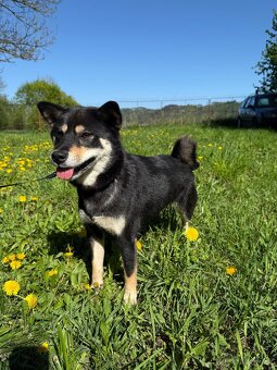 Shiba inu s FCI PP - 2