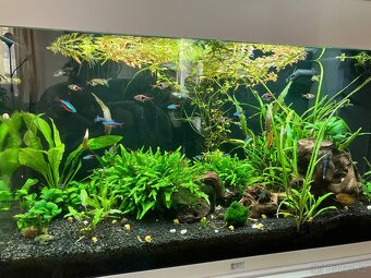 Akvárium Juwel Rio 125l - 2