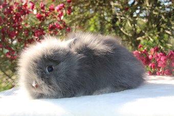 Zakrslí lvíčci rhonští a teddy samička ihned k odběru - 2
