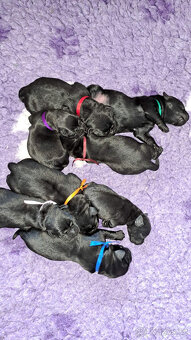 Černá štěňátka labradora s PP - 2