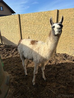 Lama krotká - 2