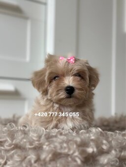 Maltipoo Caramel, fenka NANA - 2